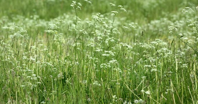 Close view of green Anthriscus plants moving in the wind