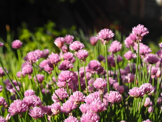 Fototapeta premium Decorative onion grows and blooms on a flowerbed in the garden