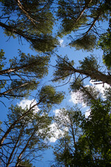 trees in the sky — view from the ground