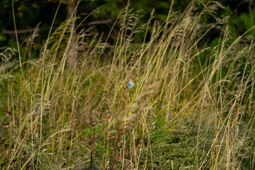 green grass in the wind