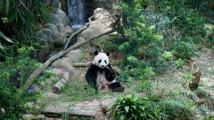 Gardinen Panda Panda exuding the chill vibes  © Justin