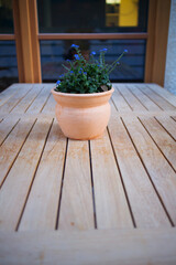 plant in a pot on the wooden table