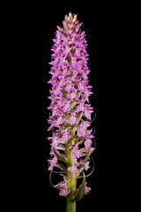 Baltic Spotted Orchid (Dactylorhiza baltica). Inflorescence Closeup