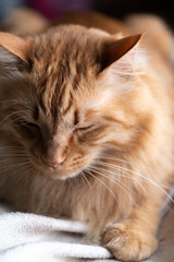 眠そうな猫　茶トラ猫