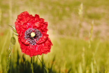 Nahaufnahme von einer Klatschmohn Blüte
