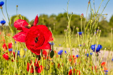Feld mit Klatschmohn und blauen Kornblumen