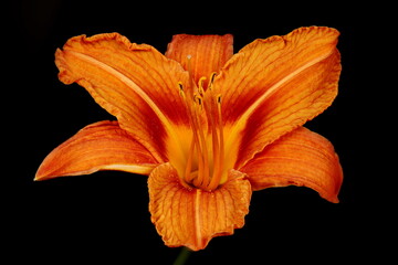 Orange Day-Lily (Hemerocallis fulva). Flower Closeup