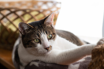 窓辺の猫　キジトラ猫　キジトラ白