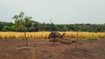 emus in grasslands at werribee zoo