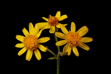 Common Ragwort (Senecio jacobaea). Inflorescence Detail Closeup