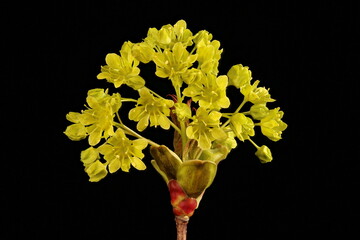 Norway Maple (Acer platanoides). Male Inflorescence Closeup
