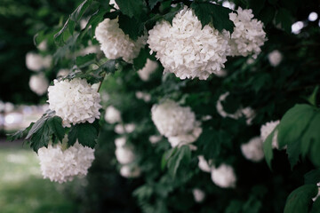 Bush with large white flowers.