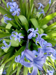 blue iris flower