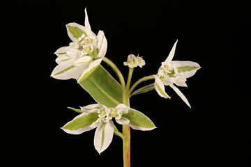 Obraz premium White-Margined Spurge (Euphorbia marginata). Inflorescence Closeup
