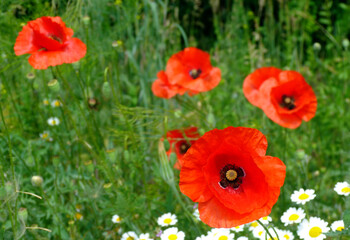 red wild poppies and yellow and white daisies. soft blurred green meadow and grass. bright spring light. beauty in nature. fresh colorful nature background. copy space.