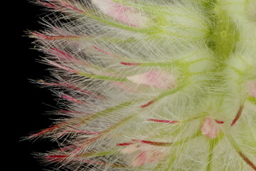 Hare's-Foot Clover (Trifolium arvense). Inflorescence Detail Closeup