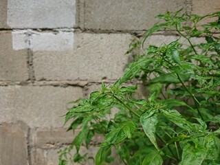 ivy on the wall