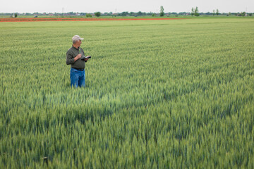 Naklejka na ściany i meble Senior farmer standing in wheat field holding tablet and examining crop during the day.