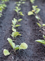 Spring agricultural background.Young eggplant plants grow on the infield.