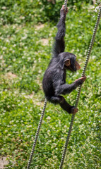 動物園の可愛いチンパンジー