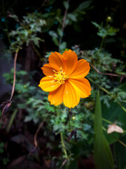 yellow flower in the garden