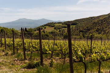 Fototapeta na wymiar vineyard in the background