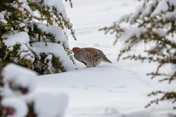 Gray Partridge (Perdix perdix) bird in wildlife area.