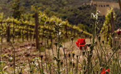 poppies in the field