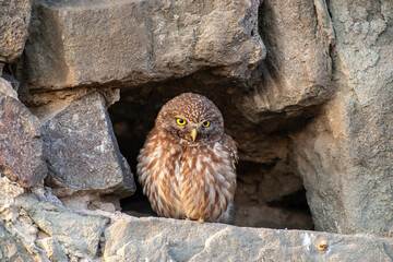 Little Owl (Athene noctua) bird in wildlife area.