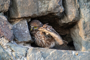 Little Owl (Athene noctua) bird in wildlife area.