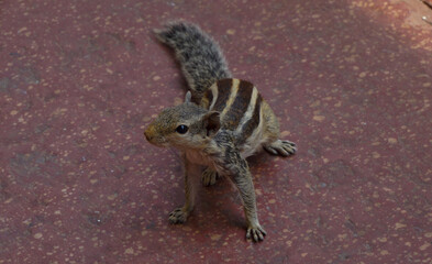 Cute  young Indian Squirrel in its natural habitat