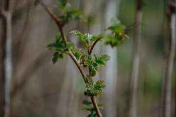 first raspberry leaflets in spring