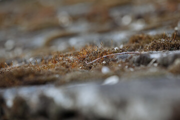 textured moss on the roof of the building