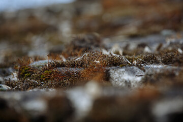 textured moss on the roof of the building