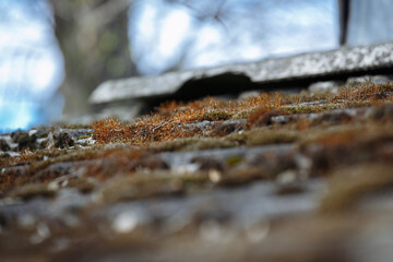 textured moss on the roof of the building