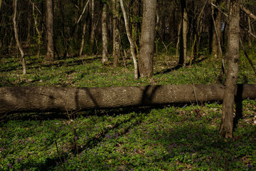 fallen tree in the forest