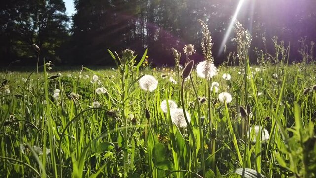 Sch&ouml;ne Wiese im Fr&uuml;hling