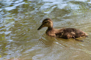 Stockente k&uuml;ken Jungtier