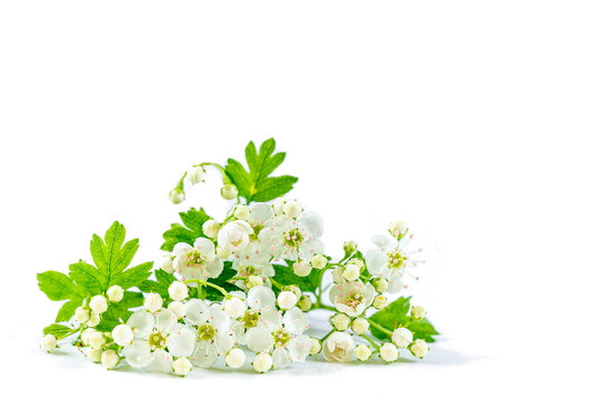 Hawthorn or Crataegus monogyna branch with flowers isolated on a white background
