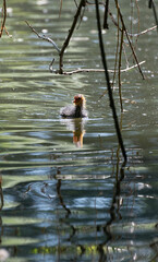 Bl&auml;sshuhn k&uuml;ken