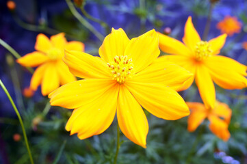 Cosmos Flower Close Up Looks Beautiful With Blurry Background