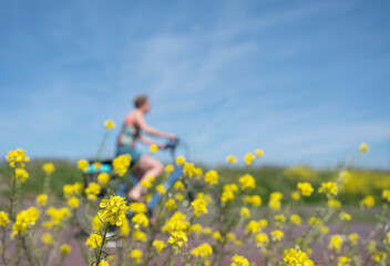 woman passes spring flowers under blue sky in dutch summer landscape