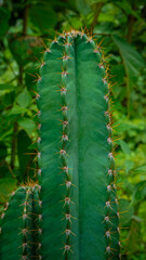 a cactus covered in prickles