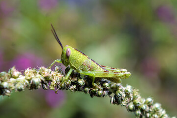 Small green grasshopper in a close photo