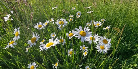 white spring flowers