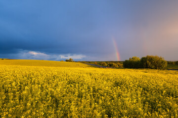 Spring rapeseed yellow fields after rain, cloudy pre sunset evening sky with colorful rainbow, rural hills. Natural seasonal, weather, climate, countryside beauty concept and background scene.