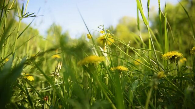 Sch&ouml;ne Wiese im Fr&uuml;hling