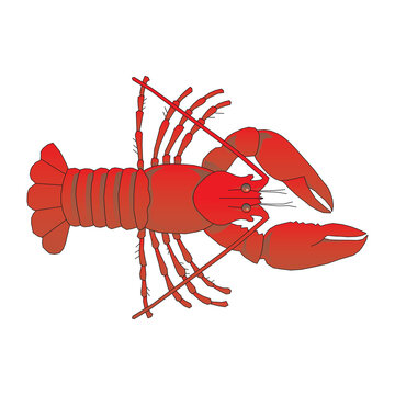 vector lobster clip art logo illustration isolated on white background in EPS10