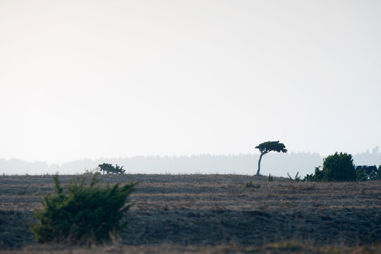 Trees in open landscape on island of Gotland, Sweden