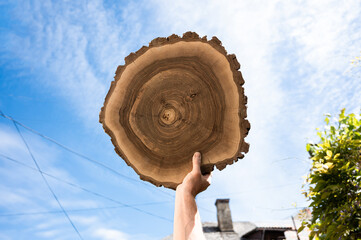 Cross section of tree trunk